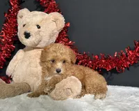 Andrea, a female Poodle - Toy  for sale in Plainville, IN – 6 of 7