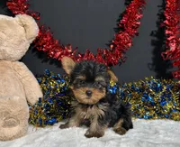 Nugget, a male Yorkshire Terrier for sale in Plainville, IN – 2 of 6