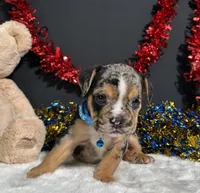 Noah, a male English Bulldog and Beagle for sale in Plainville, IN – 3 of 7