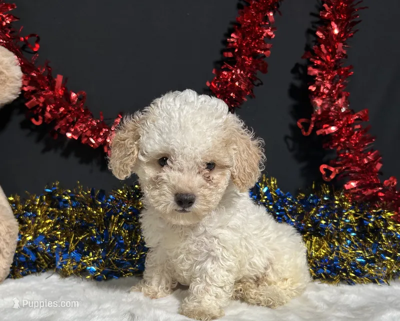 Biscuit – Poodle - Miniature  puppy for sale in Plainville, IN