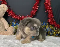 Thor, a male French Bulldog for sale in Plainville, IN – 3 of 6