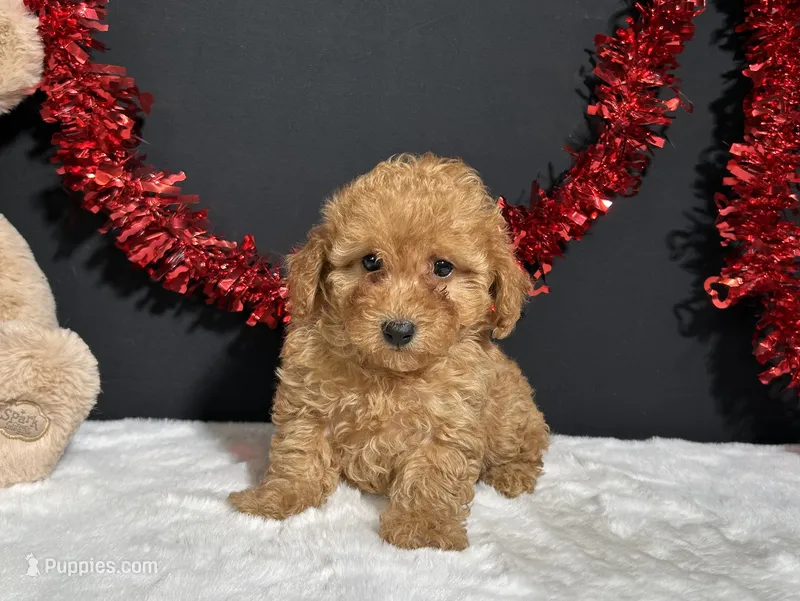 Fancy – Poodle - Toy  puppy for sale in Plainville, IN