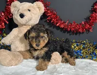 Bandit, a male Yorkipoo for sale in Plainville, IN – 8 of 8