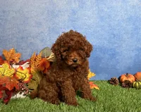 Luna, a female Poodle - Toy  for sale in Plainville, IN – 5 of 6