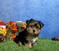 Teddy, a male Yorkshire Terrier for sale in Plainville, IN – 6 of 9