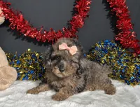 Sherri, a female Poodle - Miniature  for sale in Plainville, IN – 3 of 8