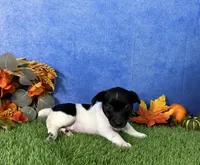 Laney, a female Rat Terrier for sale in Plainville, IN – 2 of 5