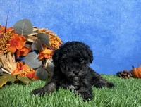 Willow , a female Poodle - Toy  for sale in Plainville, IN – 4 of 6