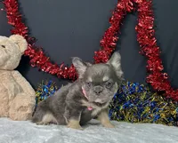 Kiki, a female French Bulldog for sale in Plainville, IN – 3 of 7