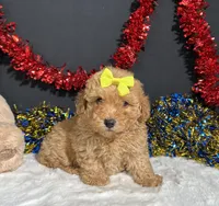 Shayla, a female Poodle - Miniature  for sale in Plainville, IN – 6 of 6