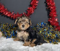 Rosie, a female Yorkipoo for sale in Plainville, IN – 8 of 8