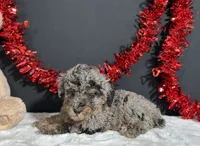 Bandit, a male Poodle - Miniature  for sale in Plainville, IN – 2 of 5