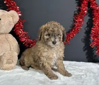 Fern, a female Poodle - Miniature  for sale in Plainville, IN – 7 of 8