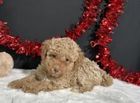 Ellie, a female Poodle - Miniature  for sale in Plainville, IN – 6 of 7