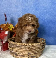 Flash, a male Poodle - Miniature  for sale in Plainville, IN – 2 of 7
