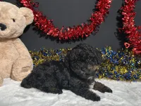 Luna, a female Poodle - Toy  for sale in Plainville, IN – 5 of 6