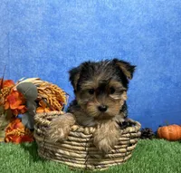 Teddy, a male Yorkshire Terrier for sale in Plainville, IN – 3 of 9