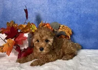 Dash, a male Poodle - Miniature  for sale in Plainville, IN – 2 of 10