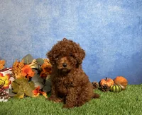 Luna, a female Poodle - Toy  for sale in Plainville, IN – 6 of 6