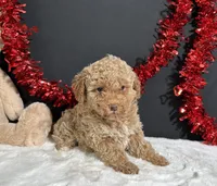 Ellie, a female Poodle - Miniature  for sale in Plainville, IN – 7 of 7