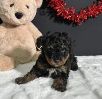 Luna, a female Poodle - Toy  for sale in Plainville, IN – Photo 8 of 9