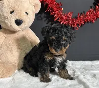 Luna, a female Poodle - Toy  for sale in Plainville, IN – Photo 6 of 9