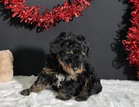 Luna, a female Poodle - Toy  for sale in Plainville, IN – Photo 4 of 9