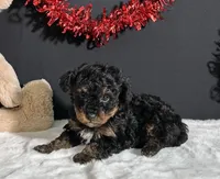 Luna, a female Poodle - Toy  for sale in Plainville, IN – Photo 2 of 9