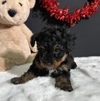 Luna, a female Poodle - Toy  for sale in Plainville, IN – Photo 9 of 9