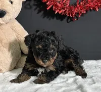 Luna, a female Poodle - Toy  for sale in Plainville, IN – Photo 3 of 9