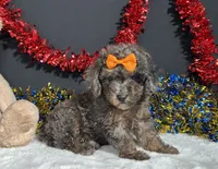 Pluto, a male Poodle - Miniature  for sale in Plainville, IN – 5 of 8
