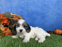 Honey, a female Yorkipoo for sale in Plainville, IN – 3 of 5