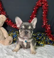 Stich, a male French Bulldog for sale in Plainville, IN – 4 of 6