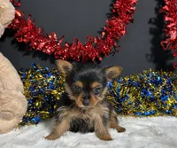 Penny, a female Yorkshire Terrier for sale in Plainville, IN – 4 of 6