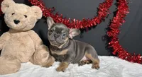 Brutus, a male French Bulldog for sale in Plainville, IN – Photo 4 of 7