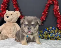 Thor, a male French Bulldog for sale in Plainville, IN – 4 of 6