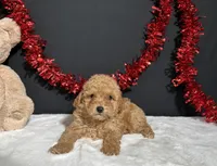 Turner, a male Poodle - Toy  for sale in Plainville, IN – 7 of 7