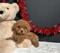 Lucy, a female Poodle - Toy  for sale in Plainville, IN – 7 of 8