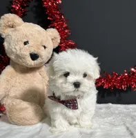 Lil Teddy, a male Maltese for sale in Plainville, IN – 8 of 8
