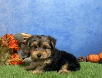 Milo, a male Yorkshire Terrier for sale in Plainville, IN – 2 of 7