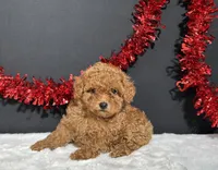 Lucy, a female Poodle - Toy  for sale in Plainville, IN – 8 of 8