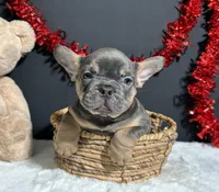 Duke, a male French Bulldog for sale in Plainville, IN – Photo 2 of 7