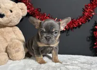 Duke, a male French Bulldog for sale in Plainville, IN – Photo 1 of 7