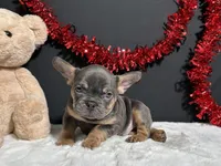 Duke, a male French Bulldog for sale in Plainville, IN – Photo 3 of 7
