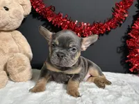 Duke, a male French Bulldog for sale in Plainville, IN – Photo 7 of 7
