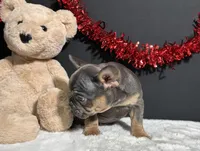 Duke, a male French Bulldog for sale in Plainville, IN – Photo 5 of 7