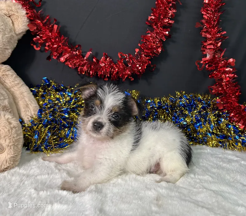 Sandy – Rat Terrier, Yorkshire Terrier puppy for sale in Plainville, IN
