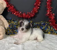 Sandy, a male Rat Terrier and Yorkshire Terrier for sale in Plainville, IN – 1 of 3