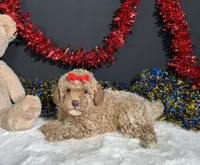 Maverick , a male Poodle - Miniature  for sale in Plainville, IN – 3 of 7