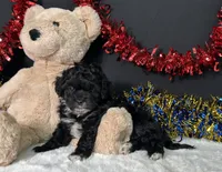 Millie, a female Maltipoo for sale in Plainville, IN – 7 of 7